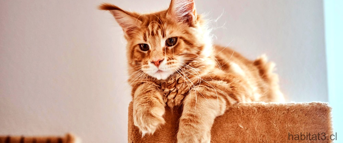 ¿Cómo saber si un gato siamés es de raza?