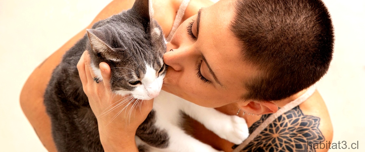¿Cómo saber si un gato te elige como su dueño?