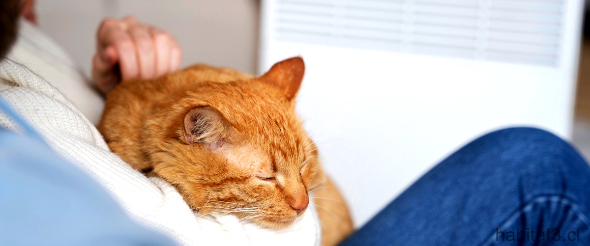 ¿Cómo saber si un gato tiene hipotermia?