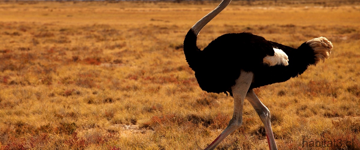¿Cómo se clasifican las avestruces?