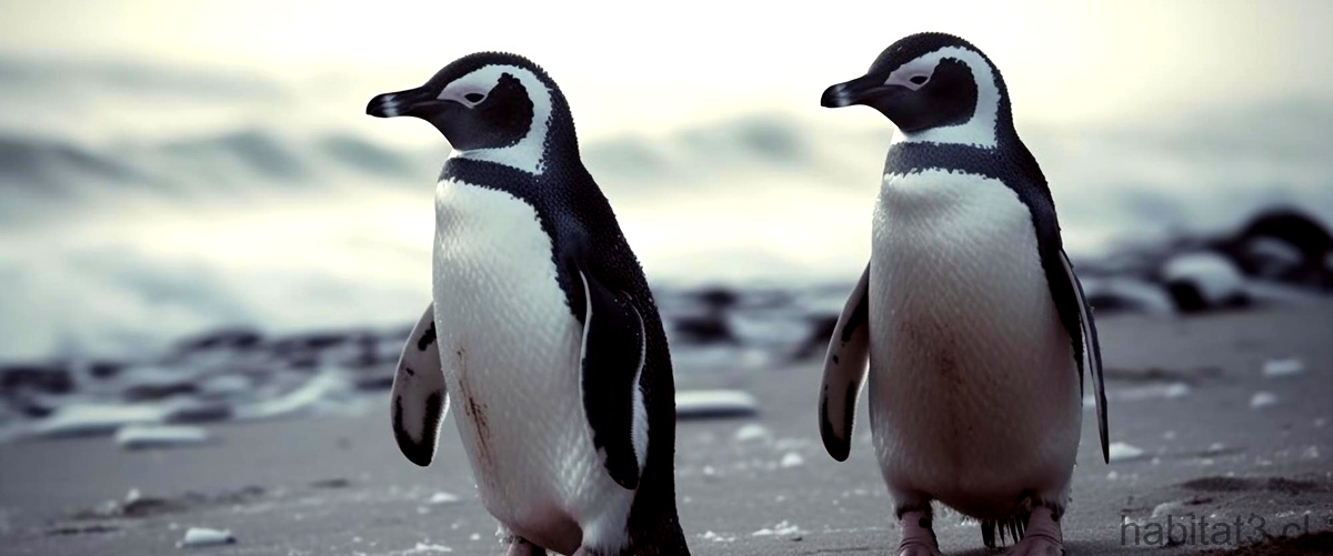 ¿Cómo se clasifican los pingüinos según su alimentación?