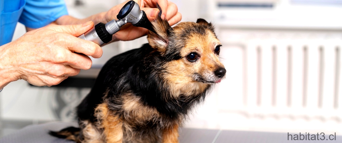 ¿Cómo se corta el pelo de un perro, esté mojado o seco?