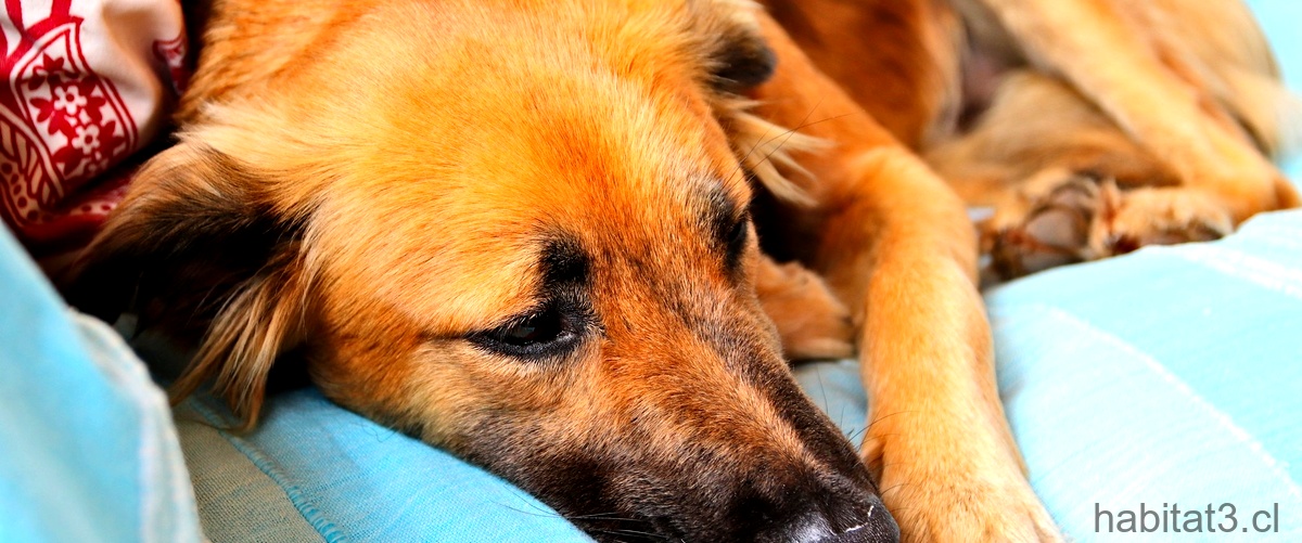¿Cómo se cura la gastroenteritis hemorrágica en perros?