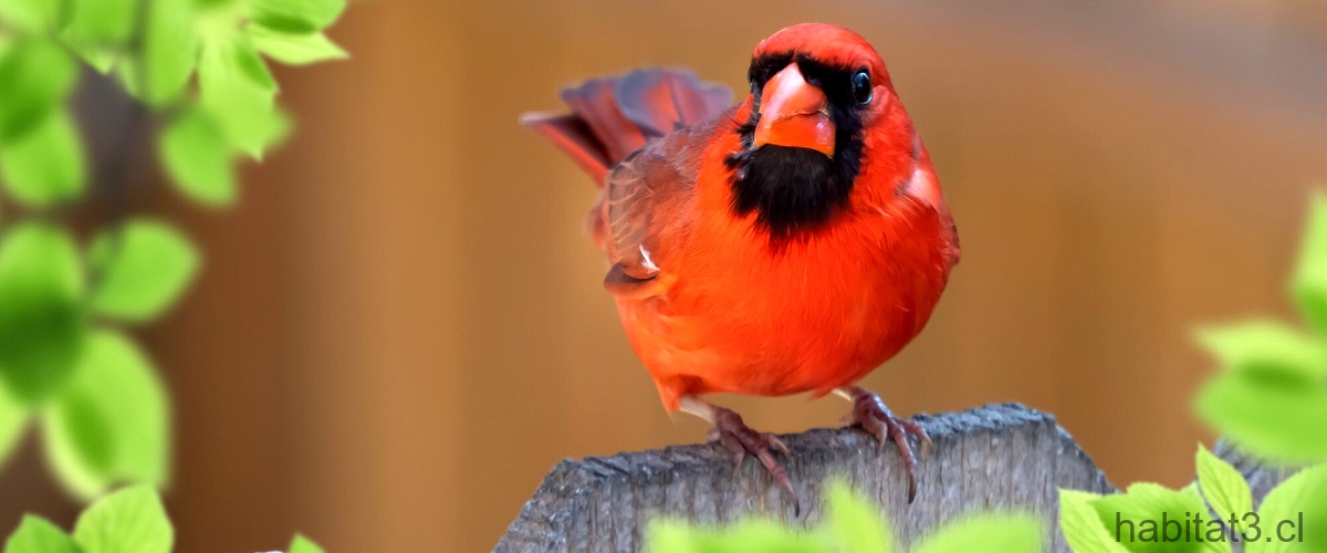 ¿Cómo se da el color del plumaje de los pájaros?