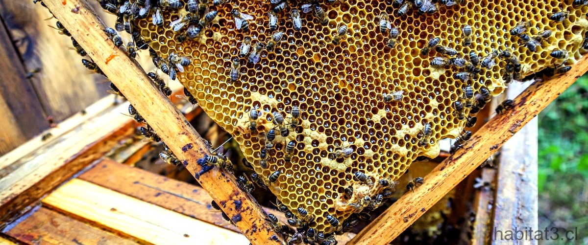 ¿Cómo se elige a la reina de las abejas?