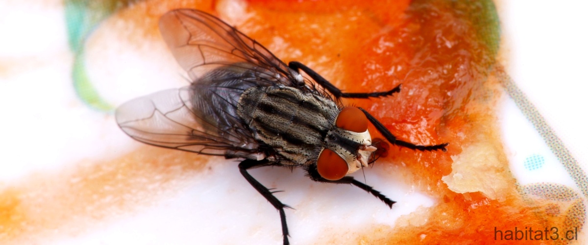 ¿Cómo se eliminan las larvas de las moscas?