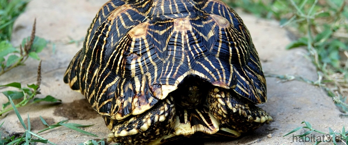 ¿Cómo se esconden las tortugas en su caparazón?