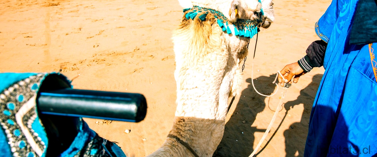 ¿Cómo se llama el camello con una sola joroba?