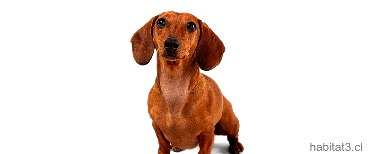 ¿Cómo se llama el perro salchicha con manchas?