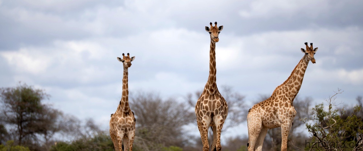 ¿Cómo se llama el sonido que hacen las jirafas?