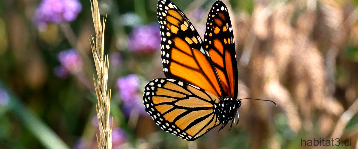 ¿Cómo se llama la mariposa grande y café?