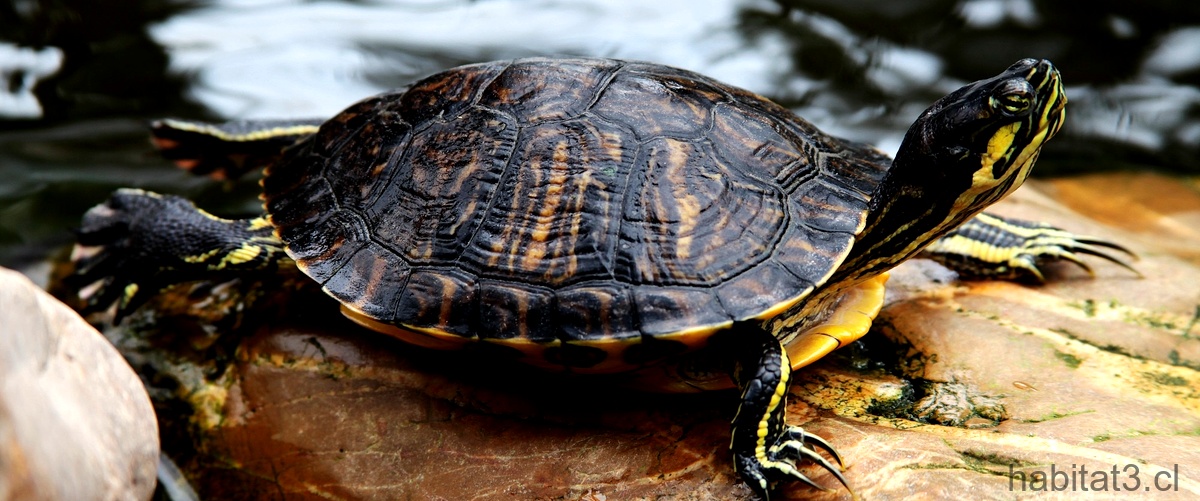 ¿Cómo se llama la tortuga de agua dulce?