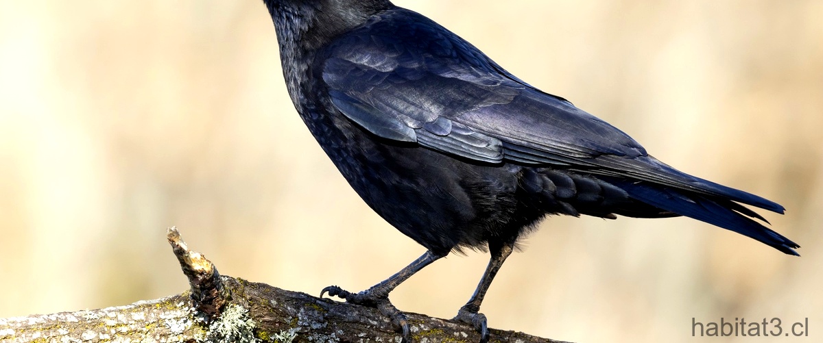 ¿Cómo se llama un pájaro negro similar al cuervo?