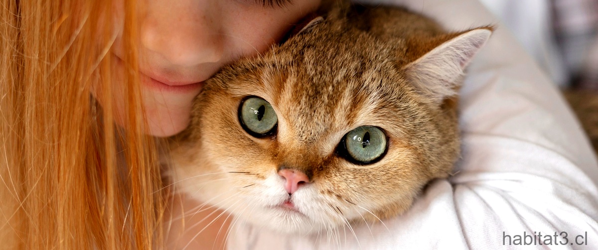 ¿Cómo se puede identificar el cáncer de mama en las gatas?