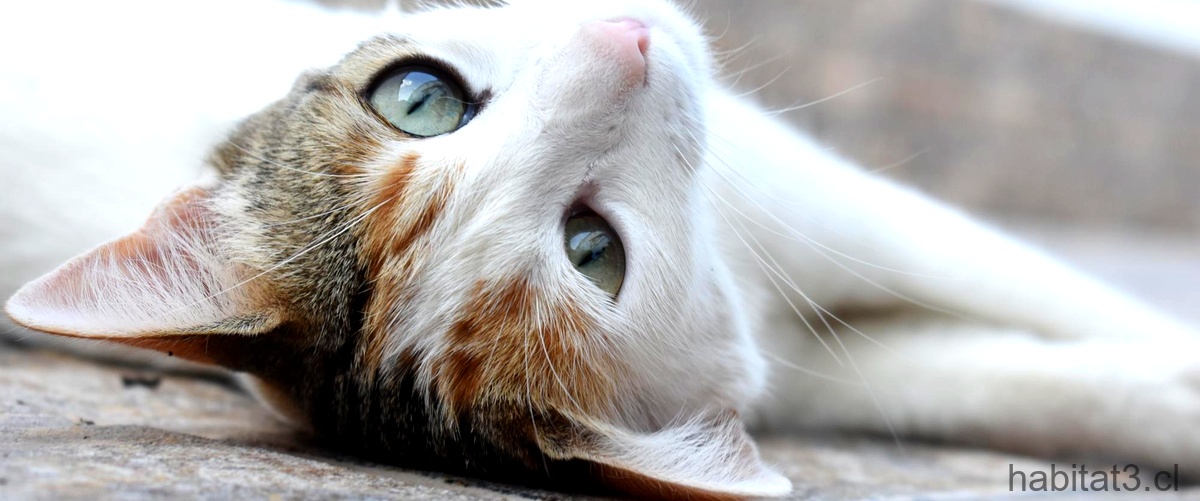 ¿Cómo se sabe si un gato está deshidratado?