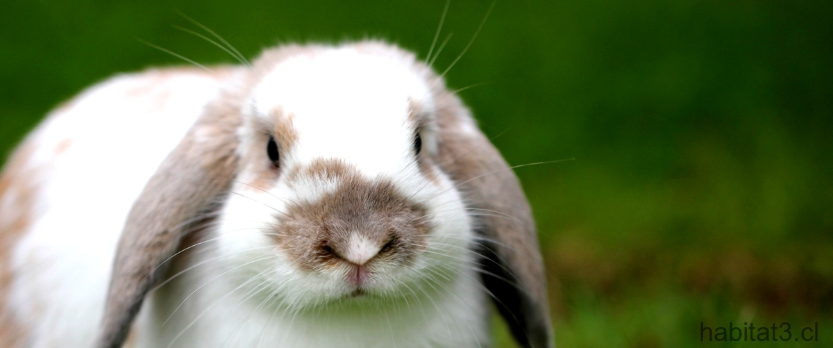¿Cómo sé si un conejo está estresado?
