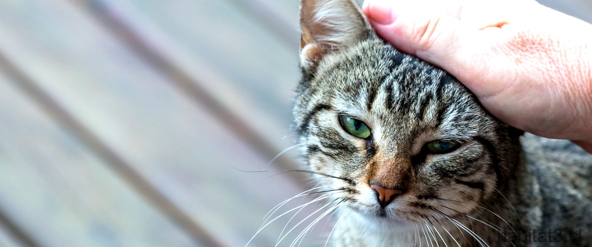 ¿Cómo tratar la congestión nasal en gatos?
