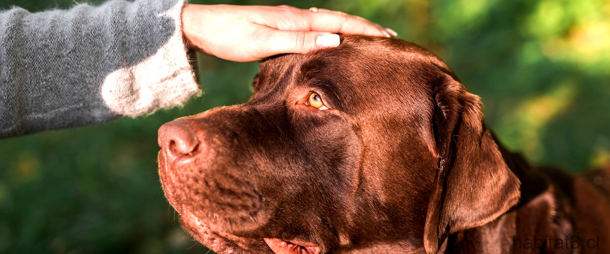 ¿Cómo utilizar los botones para perros para mejorar la relación con nuestra mascota?