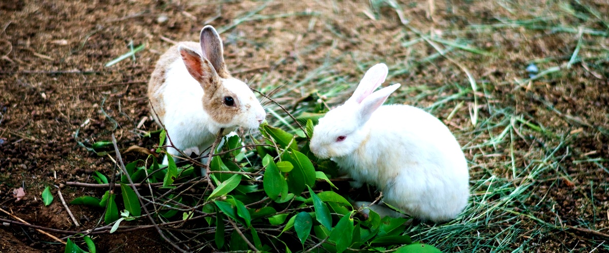 ¿Cómo ven los conejos a sus dueños?