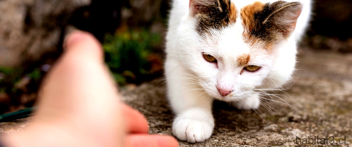 ¿Con qué frecuencia se le puede dar catnip a un gato?