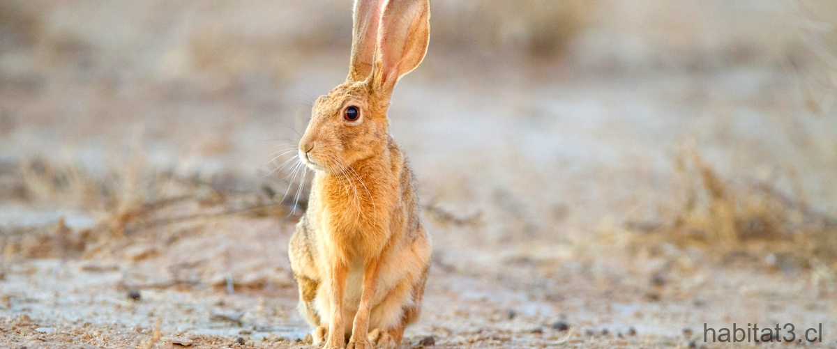 ¿Cuál es el conejo más cariñoso?