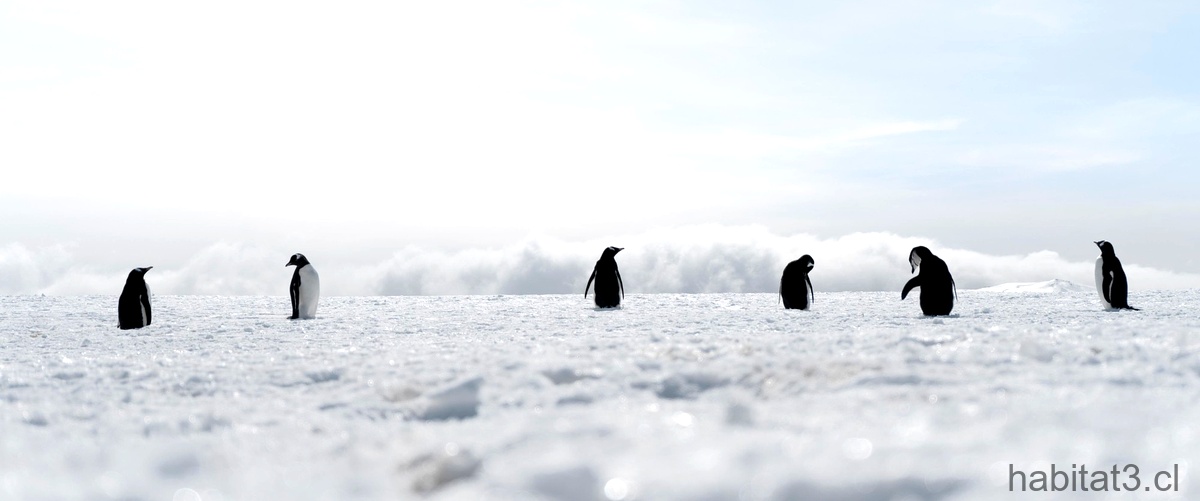 ¿Cuál es el pingüino más común?