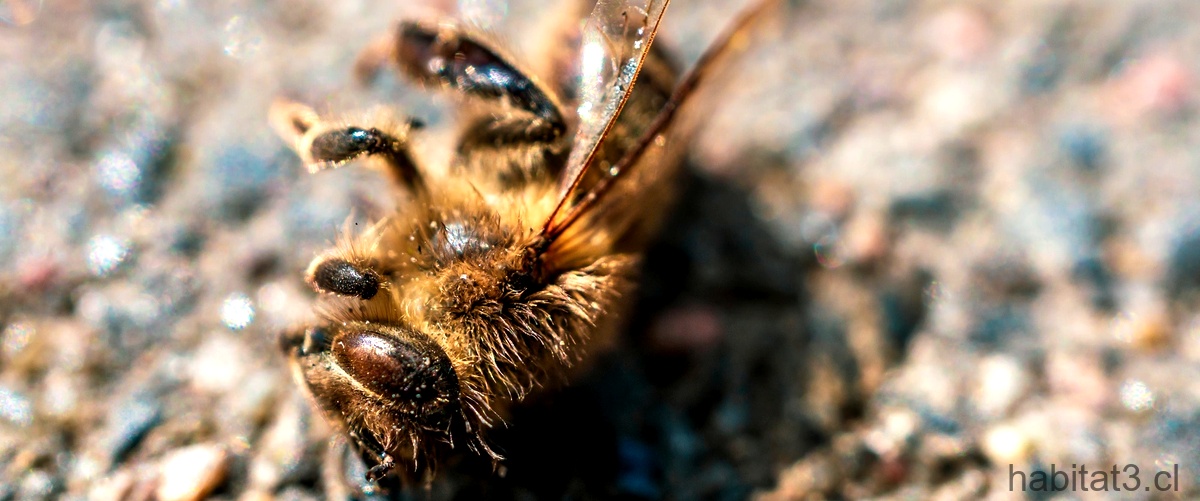 ¿Cuál es el principal depredador de las abejas?