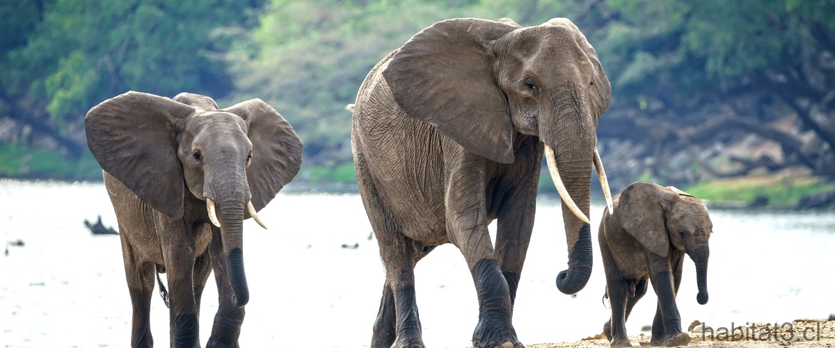 ¿Cuál es el sonido de los elefantes?