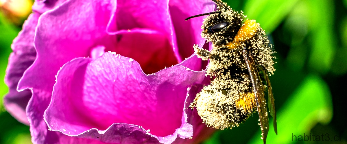 ¿Cuál es la abeja más común?