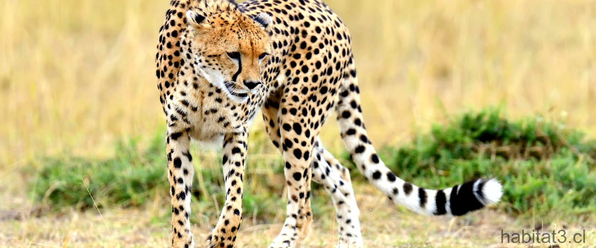 ¿Cuál es la diferencia entre el puma y el jaguar?