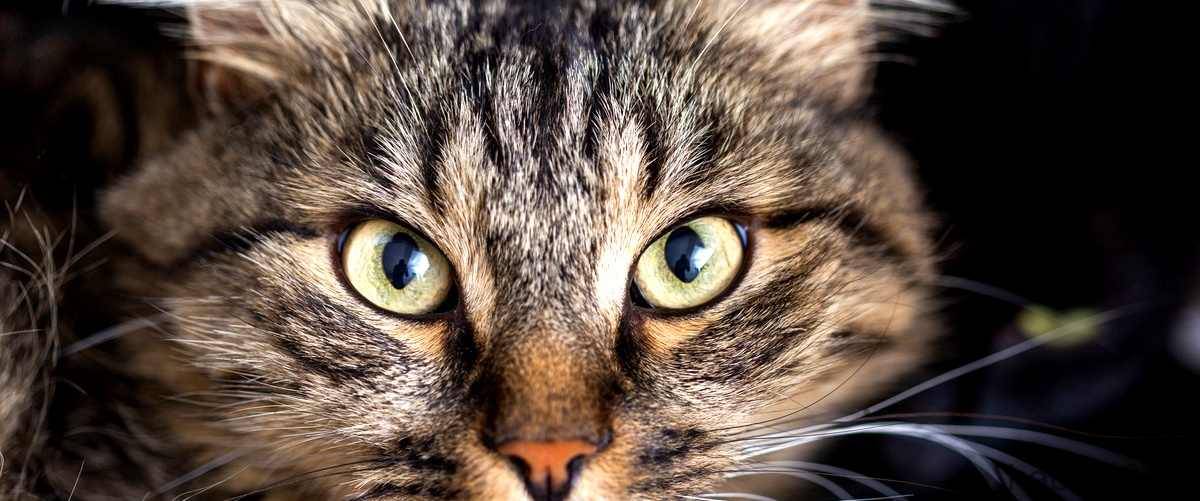 ¿Cuál es la diferencia que encuentras entre un gato persa y un gato común?