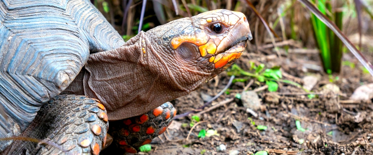 ¿Cuál es la especie de tortuga más grande del mundo?
