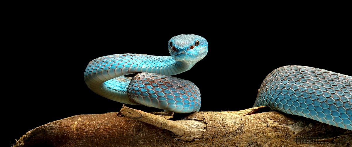 ¿Cuál es la serpiente que causa más mordeduras y muertes?