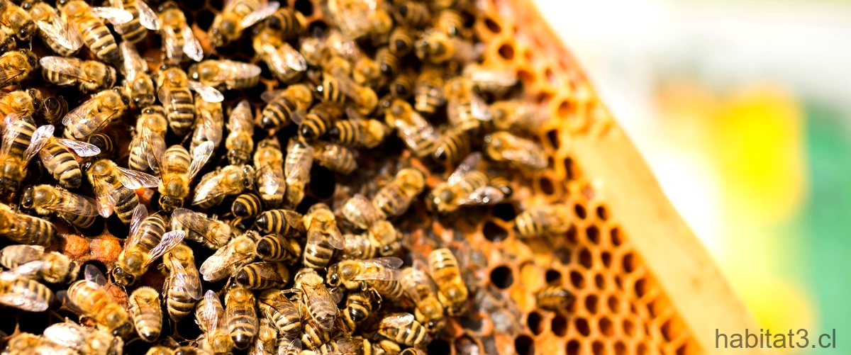 ¿Cuáles son las diferentes razas de abejas que existen?