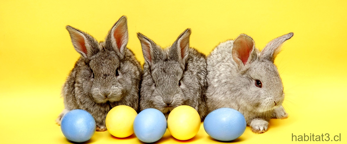 ¿Cuáles son las razas de conejos blancos?