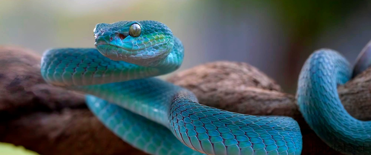 ¿Cuáles son las tres serpientes más venenosas del mundo?