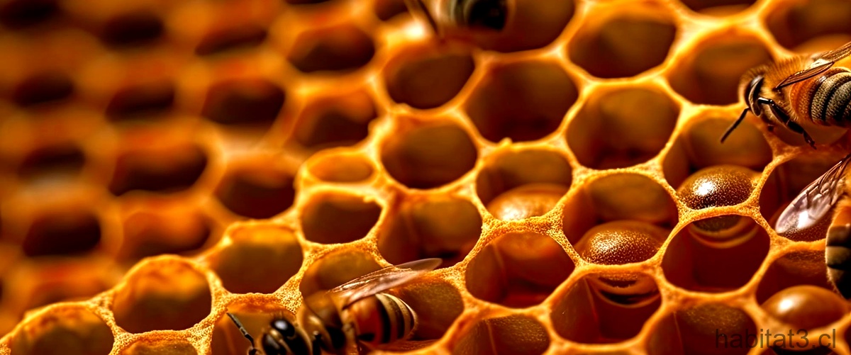 ¿Cuáles son los 5 tipos de abejas?