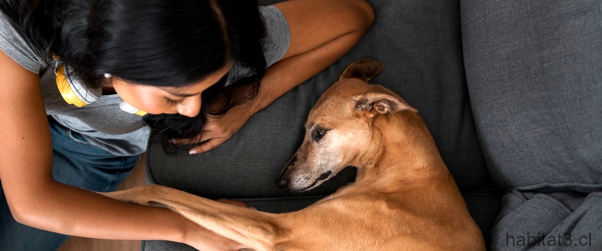 ¿Cuáles son los perros de asistencia emocional?