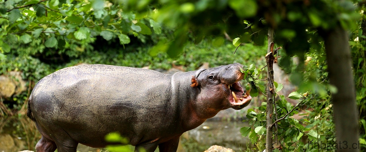 ¿Cuántas crías tiene un hipopótamo al año?