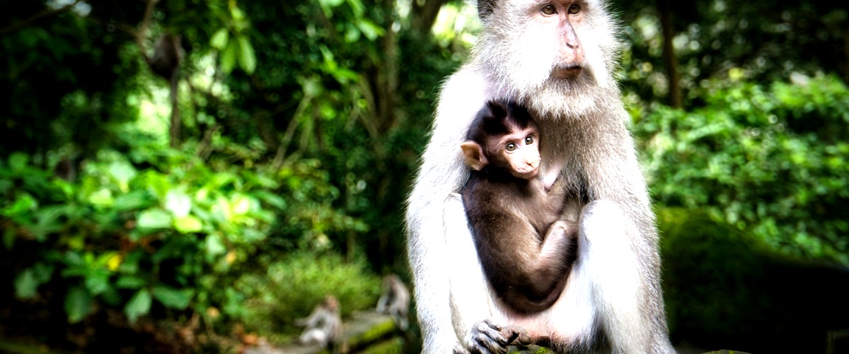 ¿Cuántas especies de monos hay?