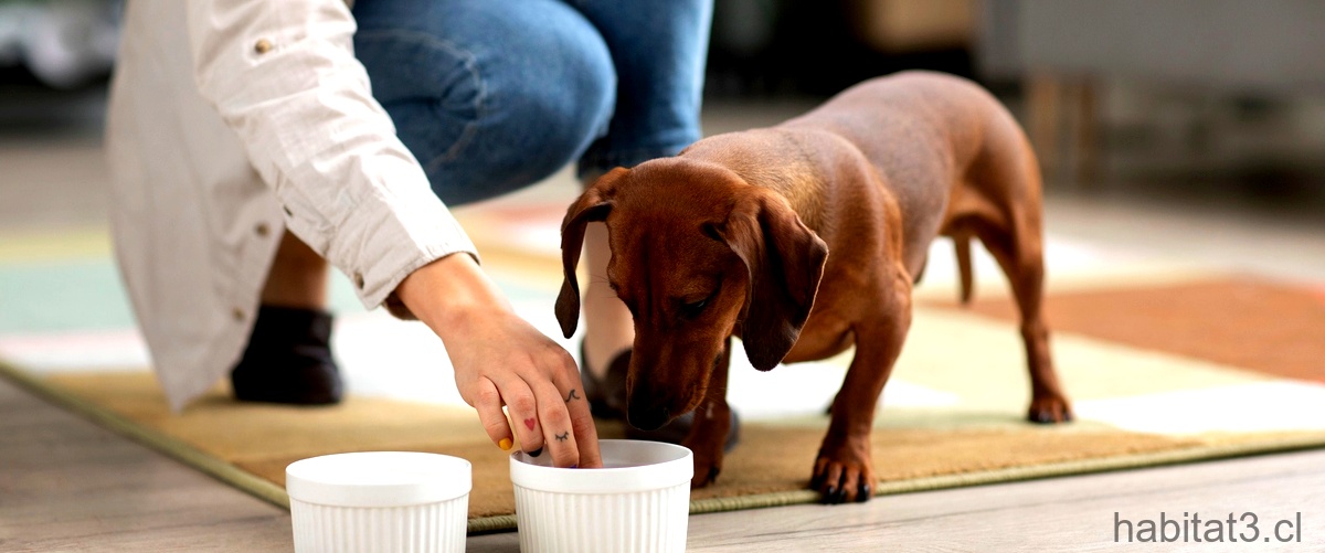 ¿Cuántas mollejas puede comer un perro?