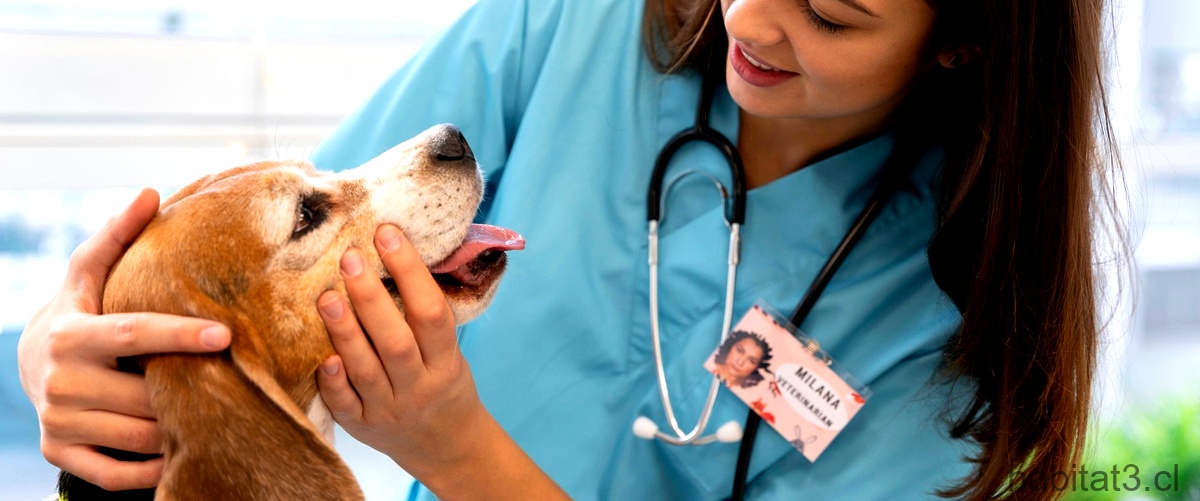 ¿Cuánto cobra un veterinario de clínica en España?