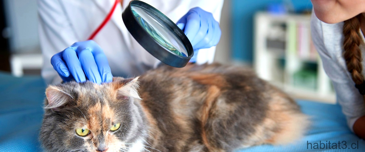 ¿Cuánto dura la pastilla para desparasitar gatos?