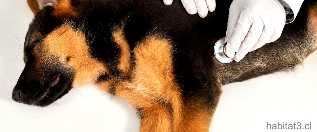 ¿Cuánto dura una gastroenteritis hemorrágica canina?
