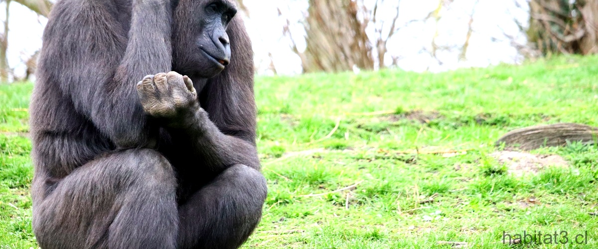 ¿Cuánto pesa una orangután hembra?