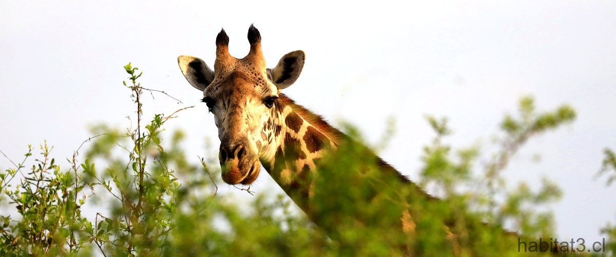 ¿Cuánto puede llegar a medir el cuello de una jirafa?