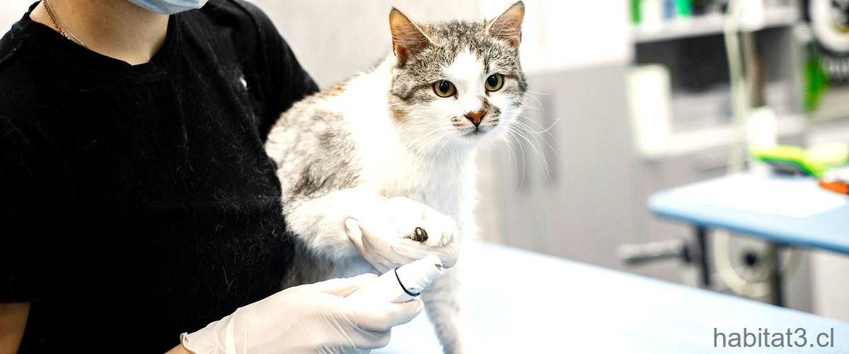 ¿Cuánto tiempo duran los efectos secundarios de una vacuna en los gatos?