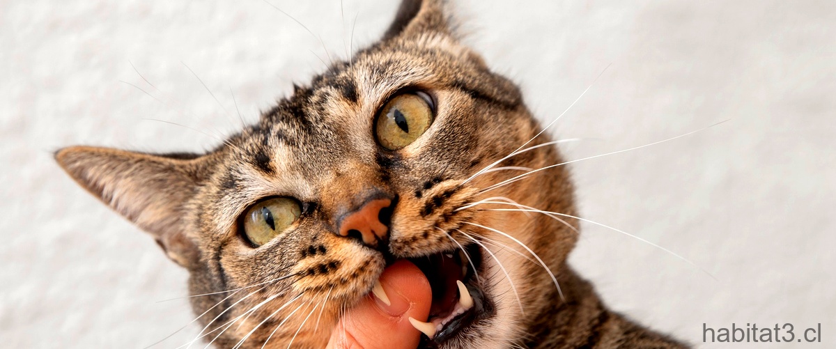 ¿Cuánto tiempo se tardan en eliminar los parásitos de los gatos?