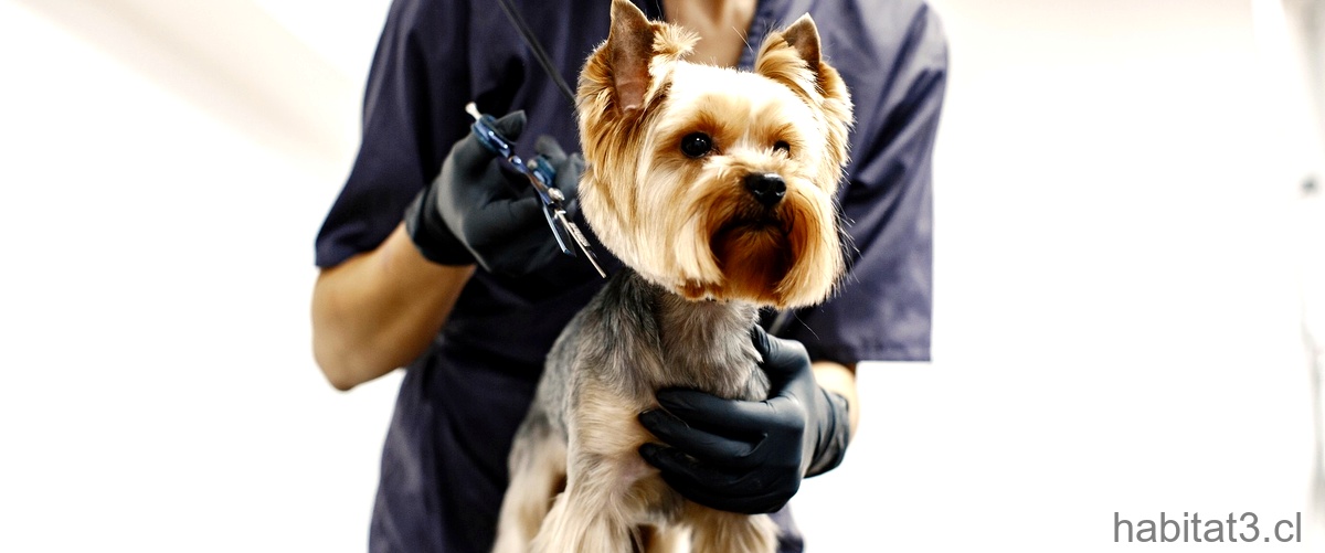 ¿Cuánto tiempo tarda en hacer efecto la esterilización de perros?