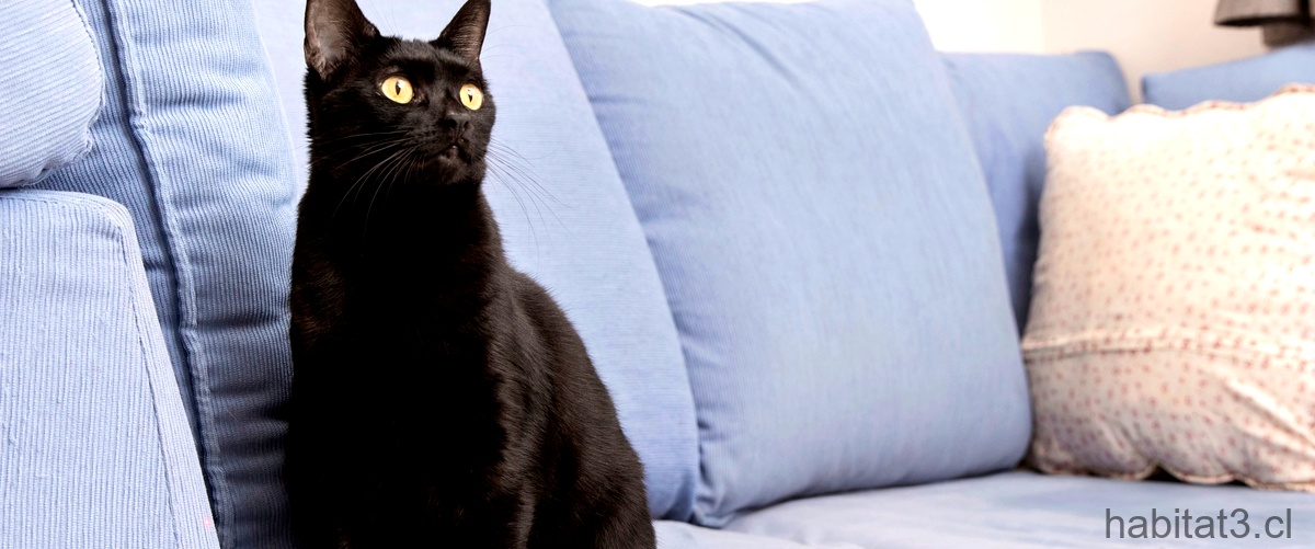 ¿Cuánto tiempo vive un gato ruso azul?